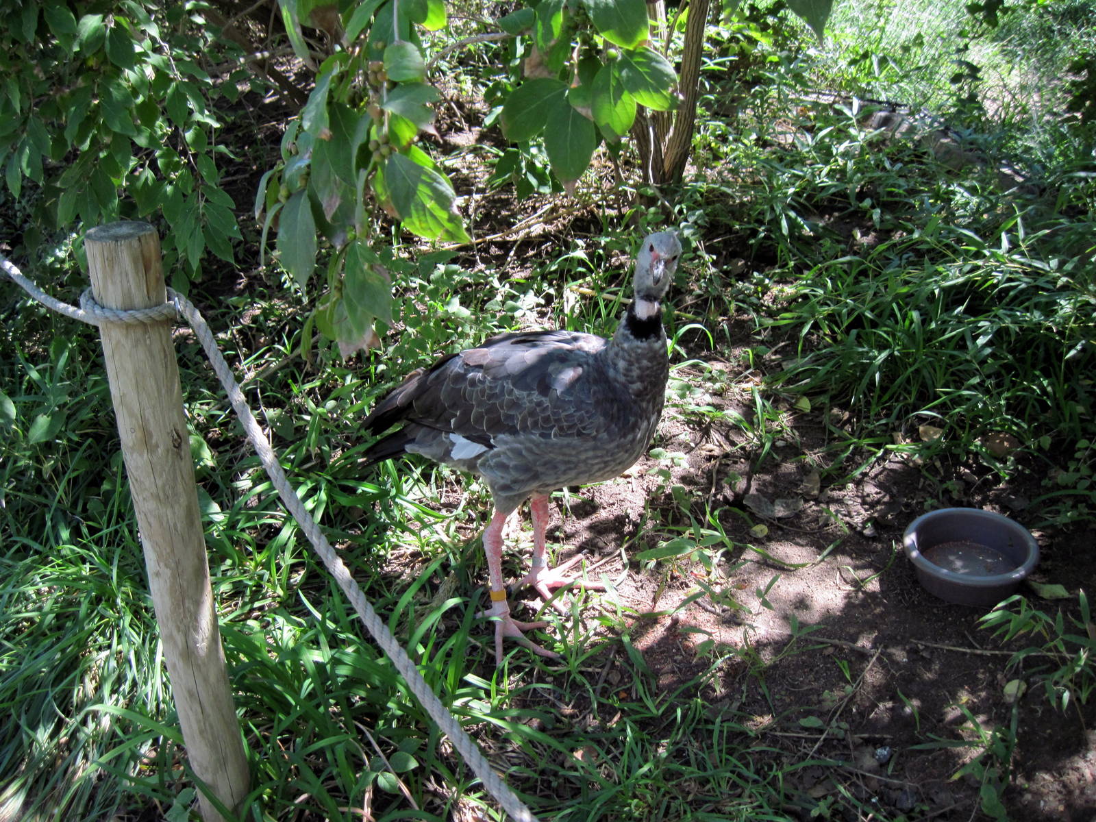 South America-Crested Screamer