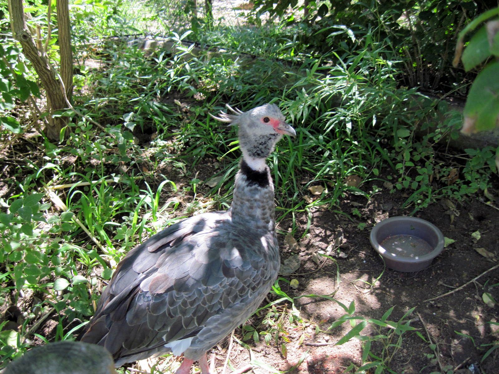 South America-Crested Screamer