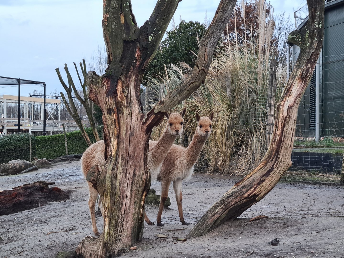South America - Curious vicuña