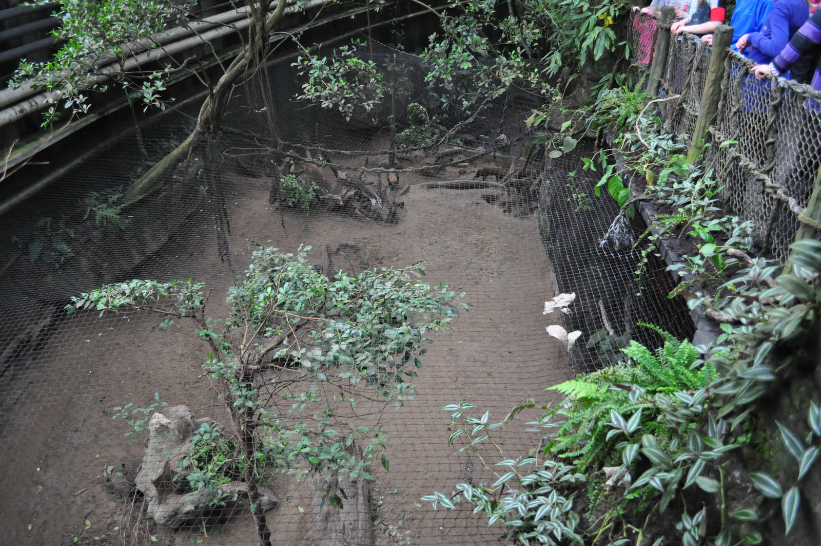 South America Dome - Bush Dog from above