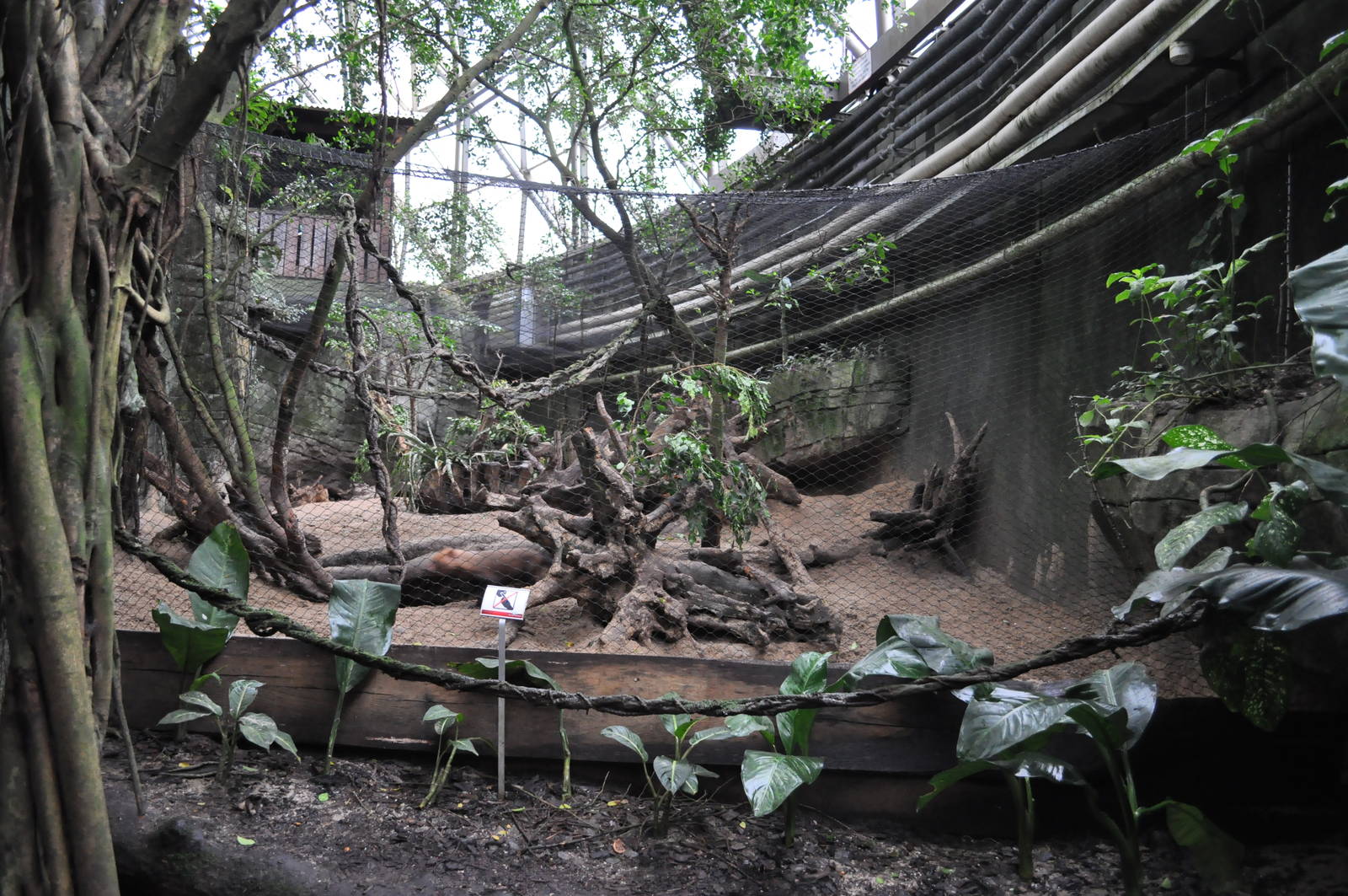 South America Dome - Bush Dog