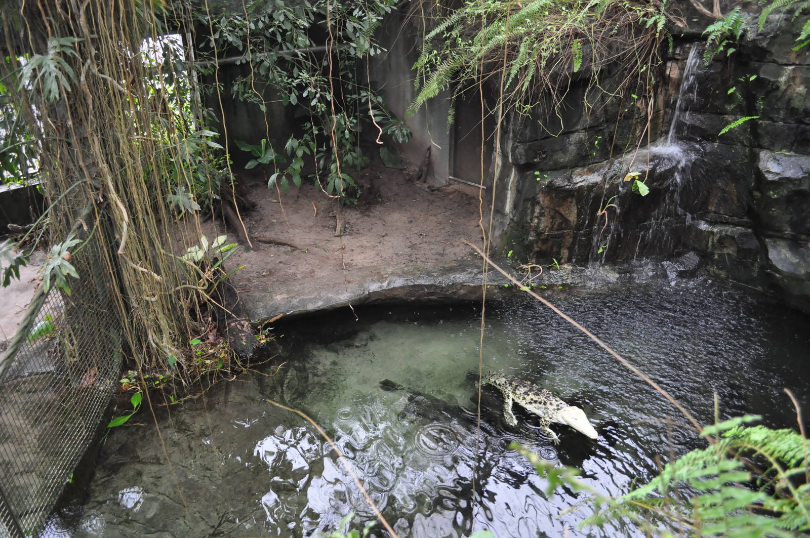 South America Dome - Cuban Crocodile