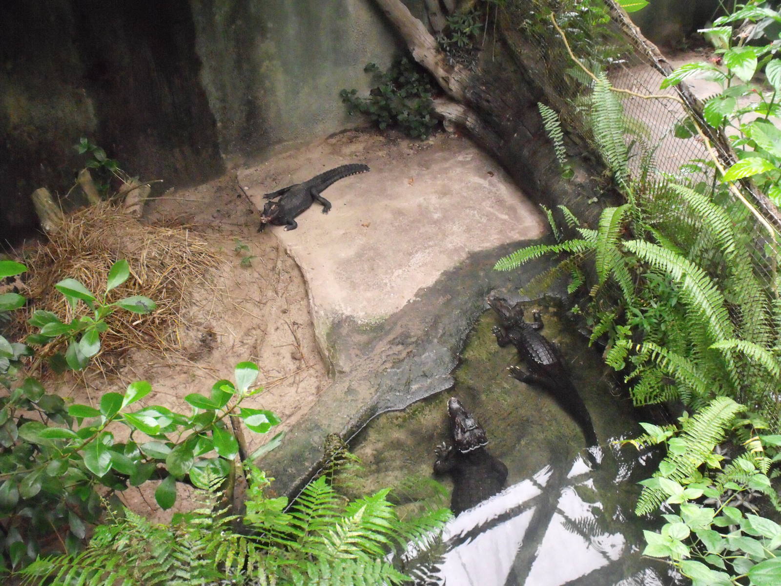 South America Dome - Cuvier's Dwarf Caiman