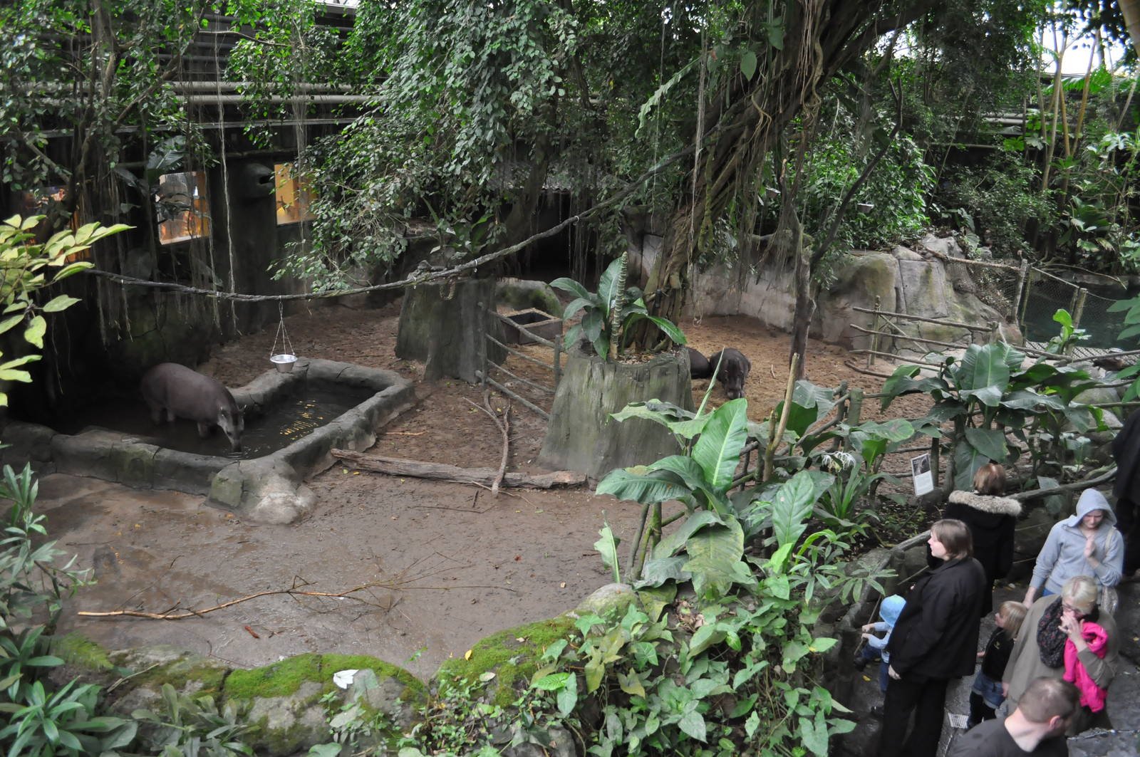 South America Dome - Lowland Tapir