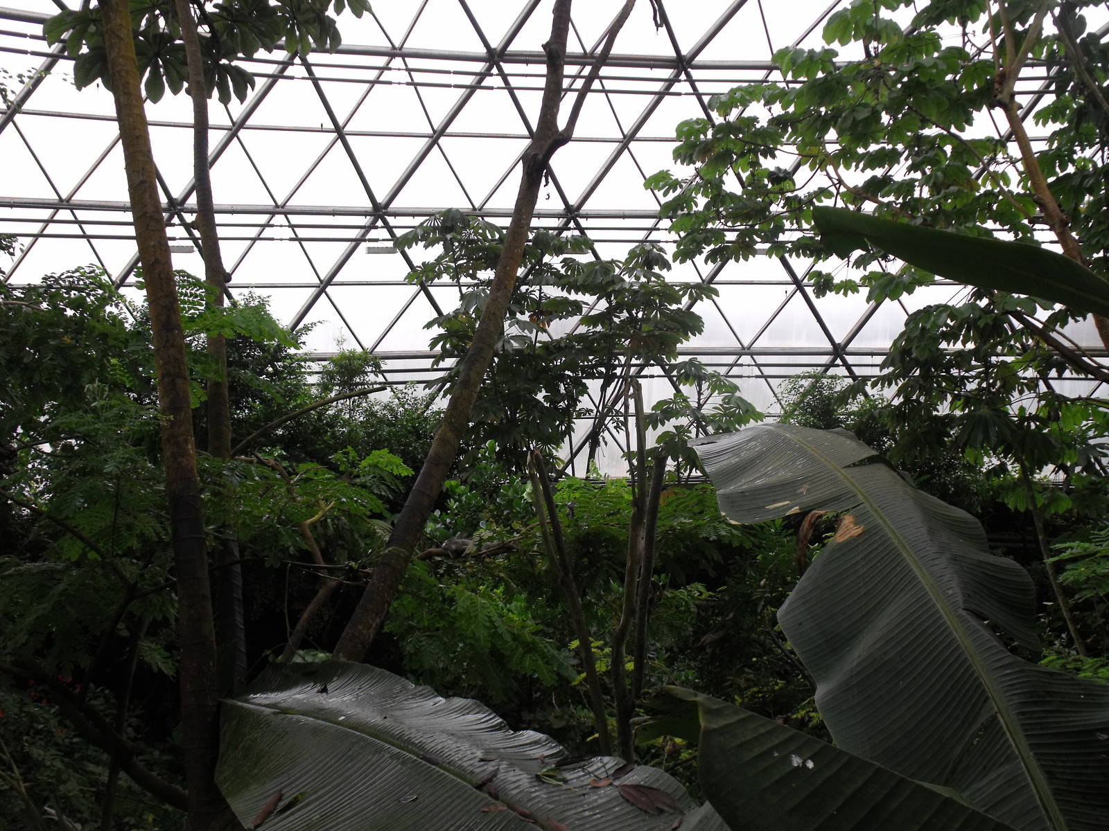 South America Dome