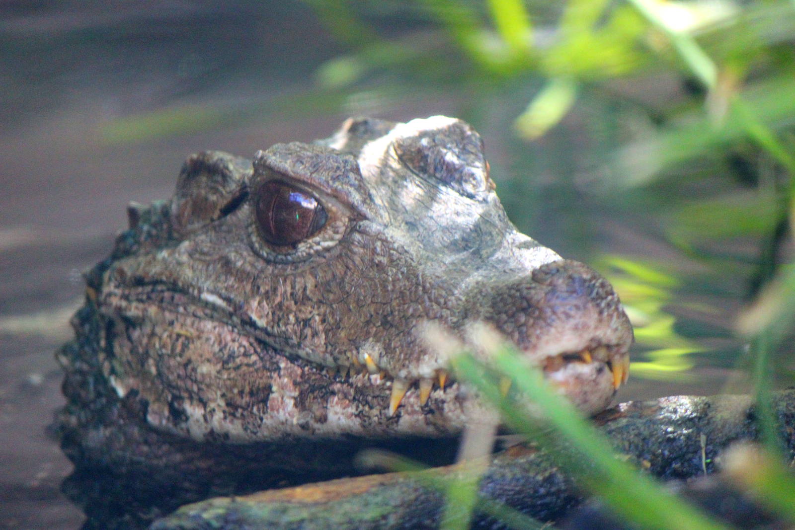 South America - Dwarf Caiman