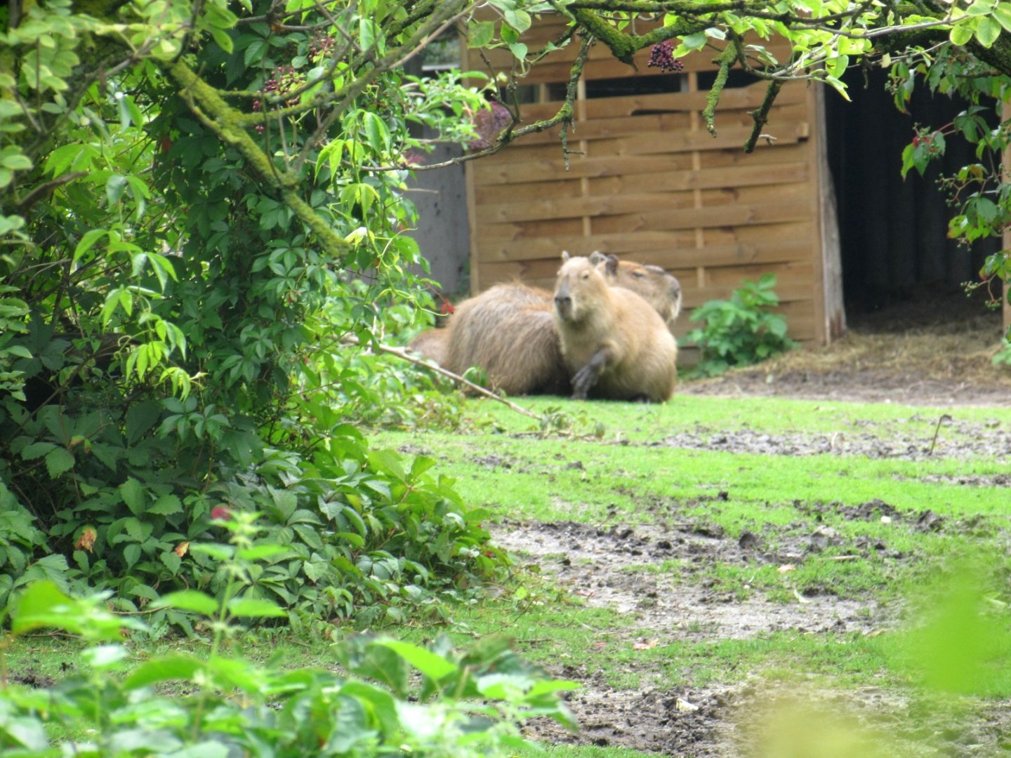 South America enclosure - Capybaras
