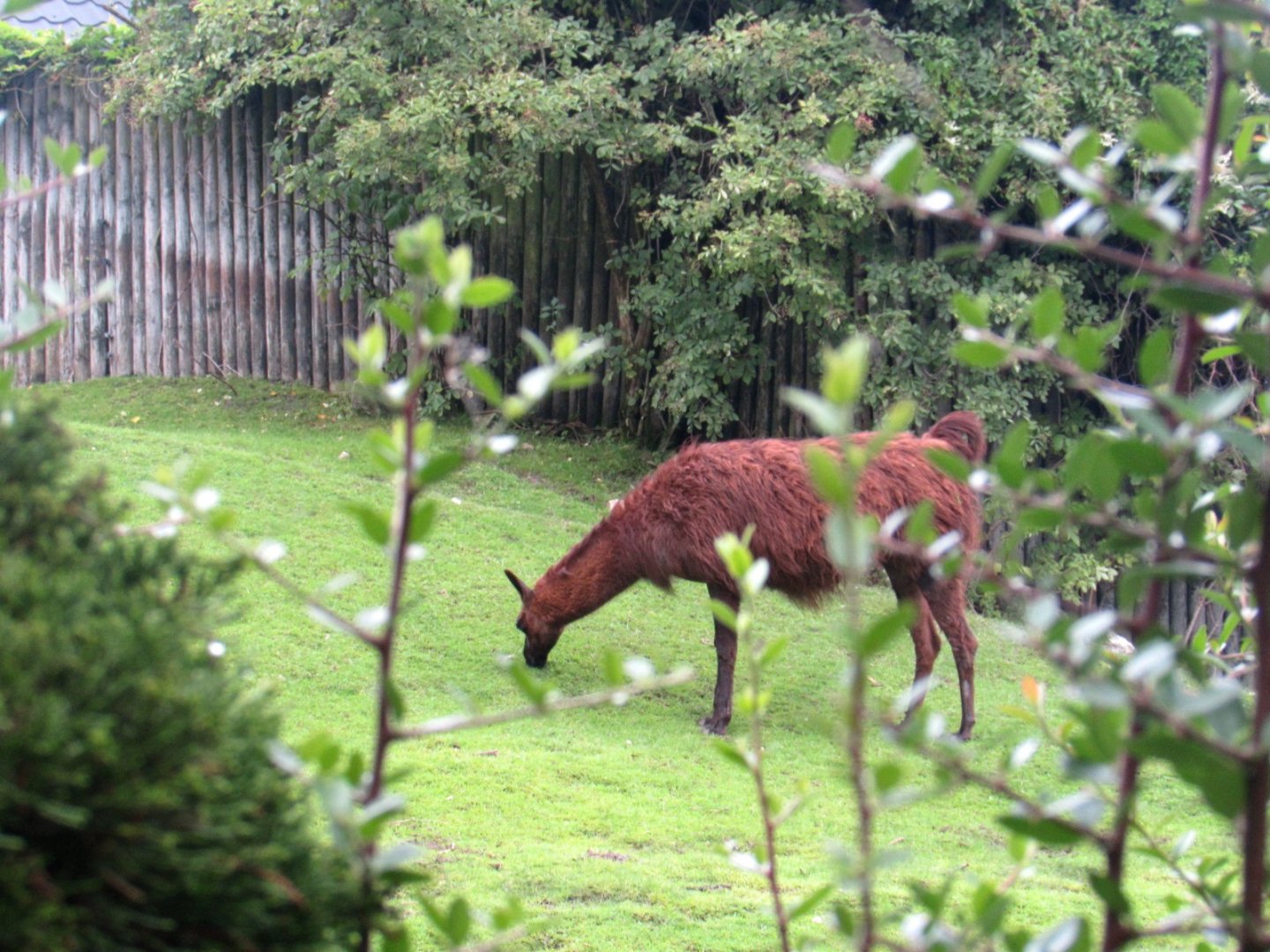 South America enclosure - Llama