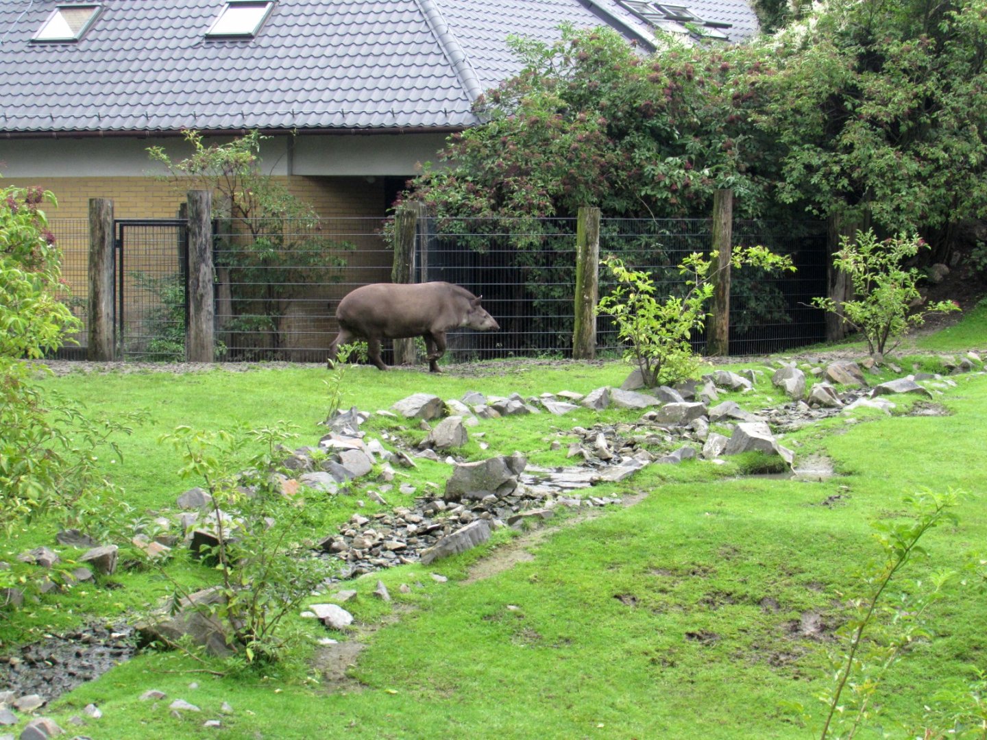 South America enclosure - Lowland Tapir