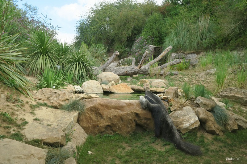 South America Enclosure with giant anteaters