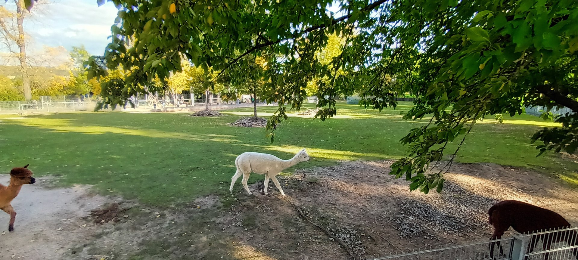 South America Enclosure