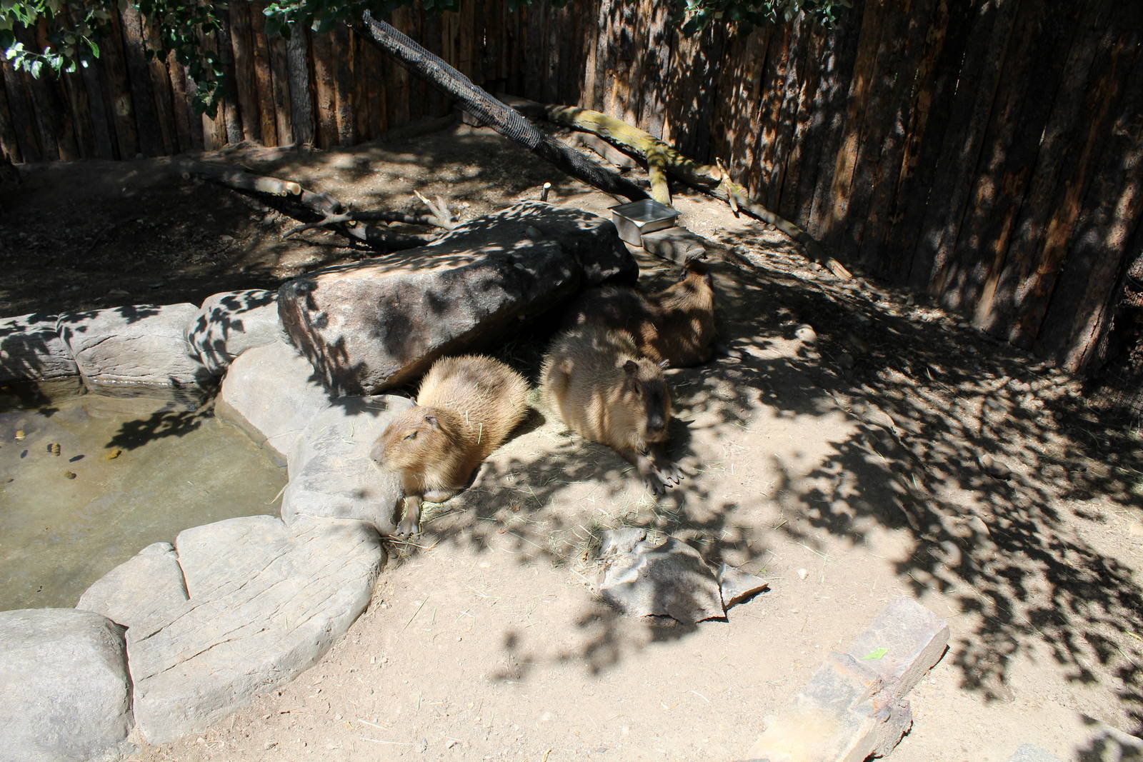 South America Exhibit - Capybara