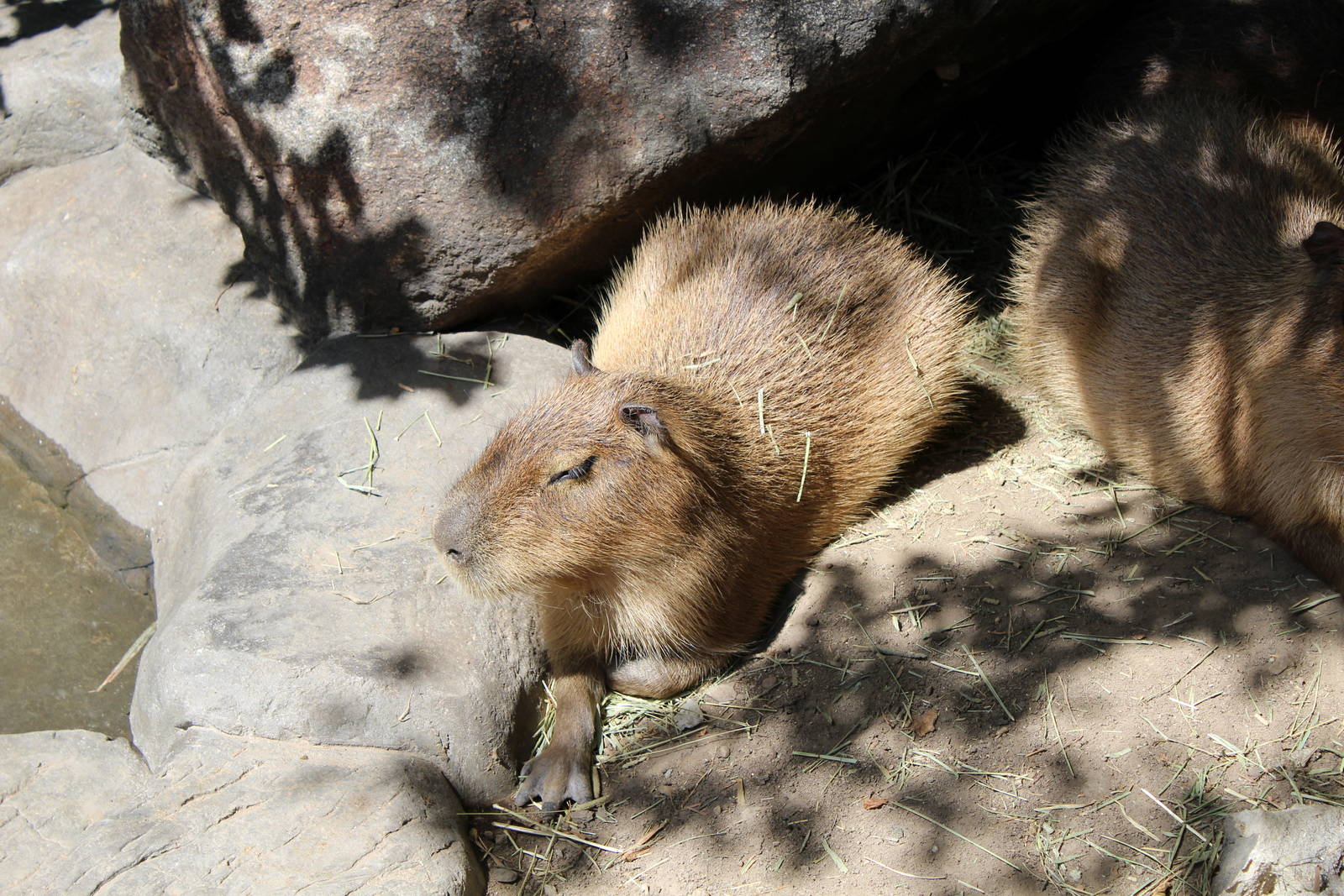 South America Exhibit - Capybara