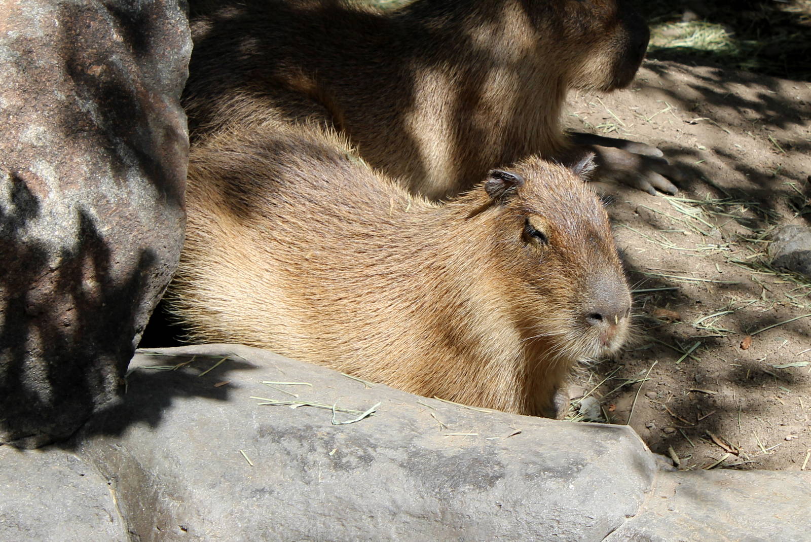 South America Exhibit - Capybara