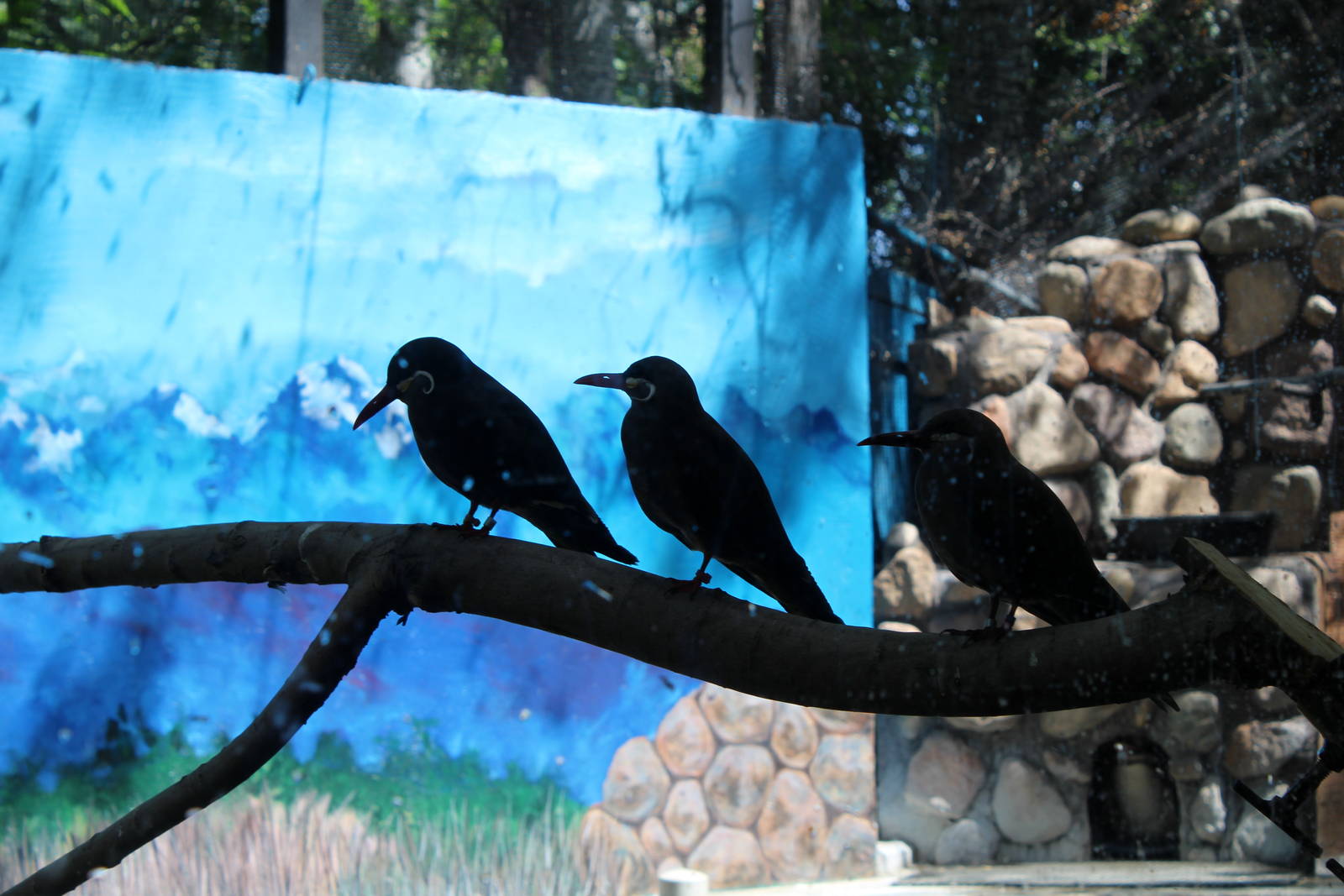 South America Exhibit Inca Terns