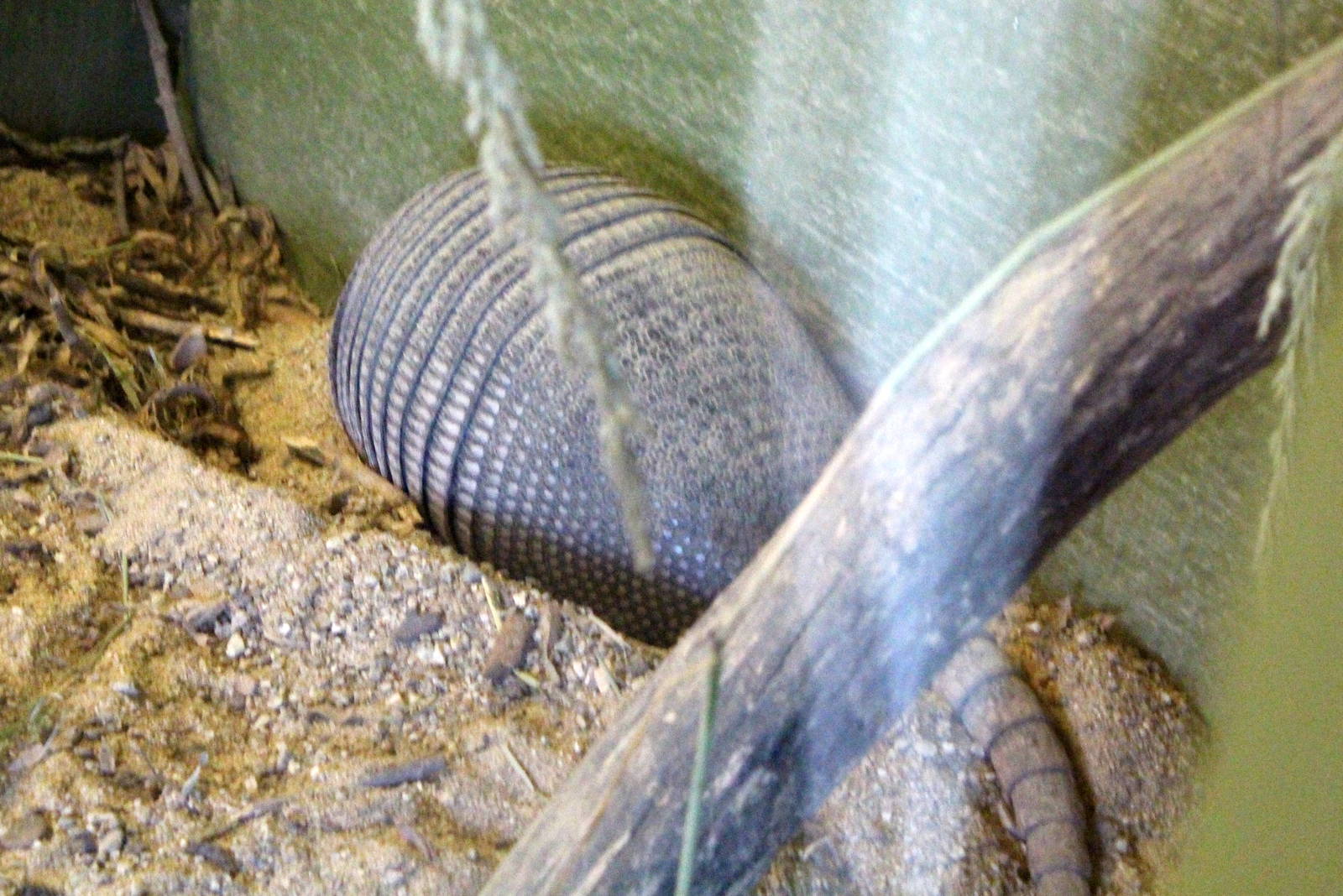South America Exhibit - Nine-banded Armadillo