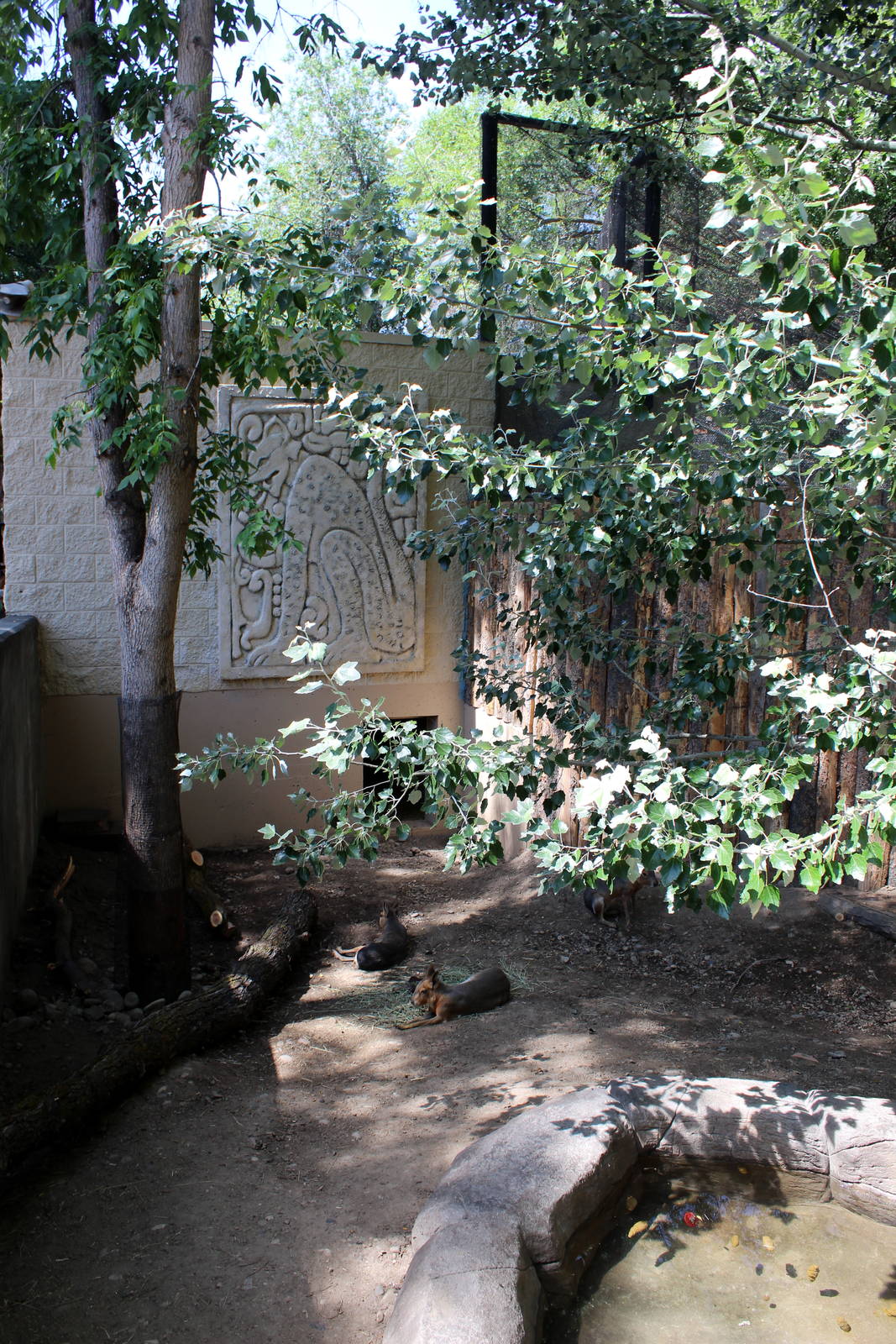 South America Exhibit - Patagonian Mara and Capybara Exhibit