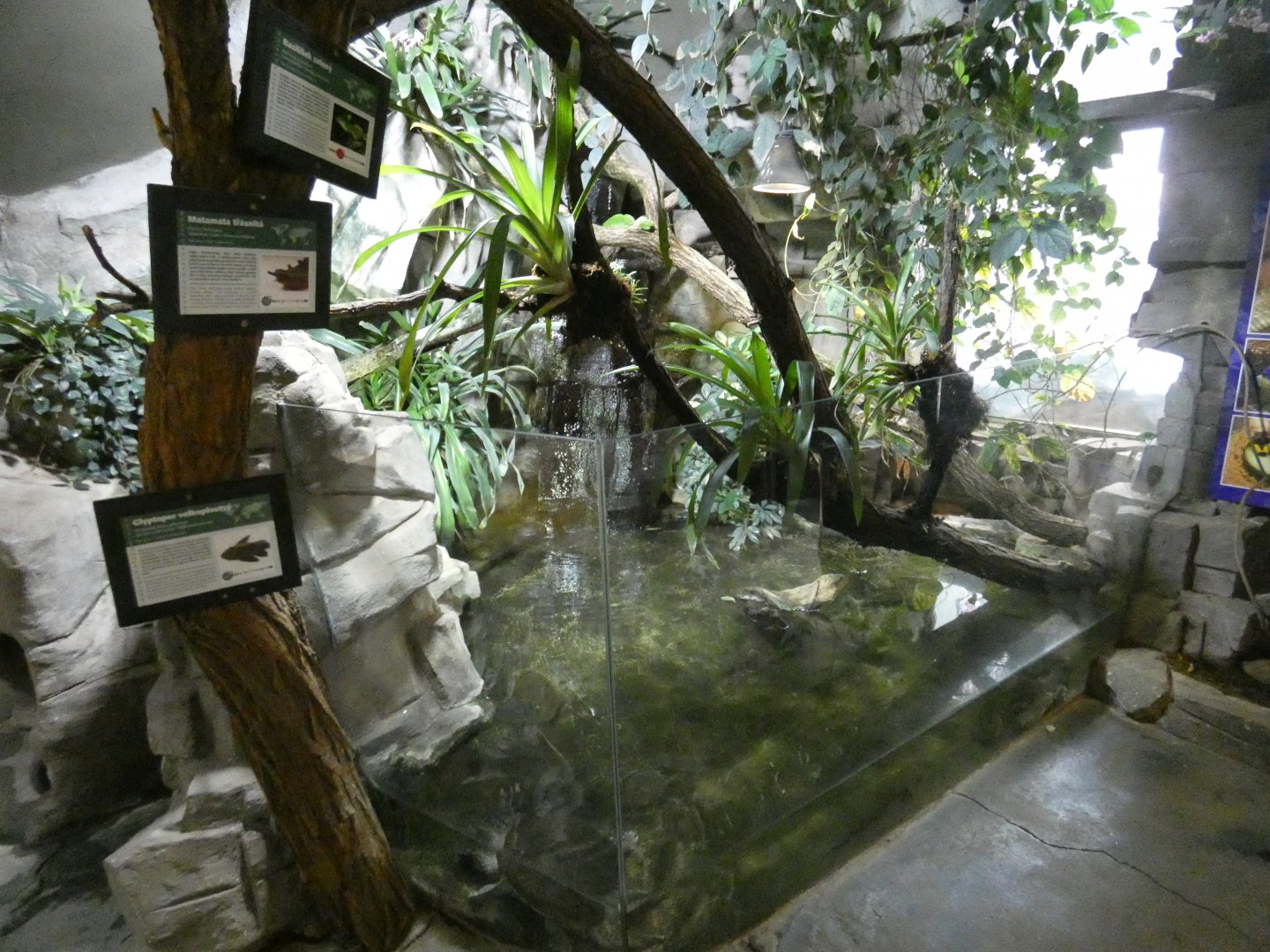 South America exhibit