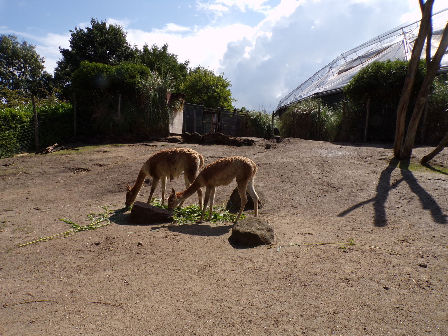 South America- Feeding Vicuñas 13.7.23