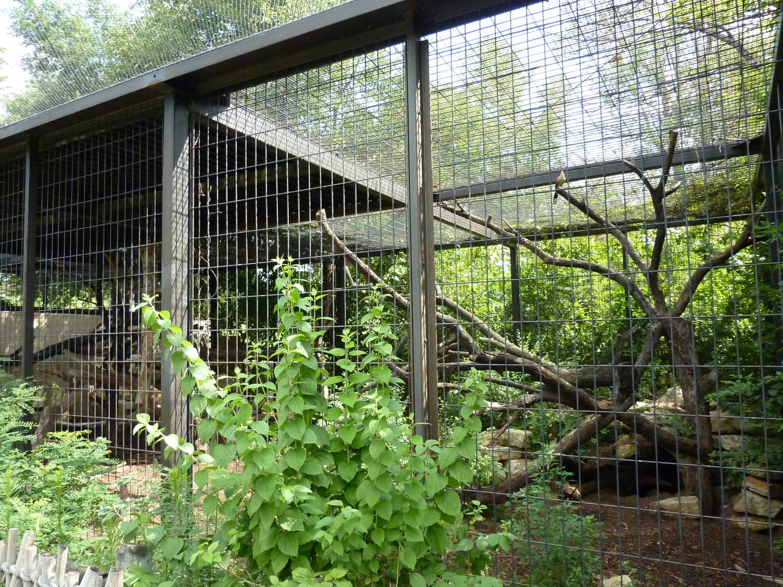 South America - Giant Anteater Enclosure