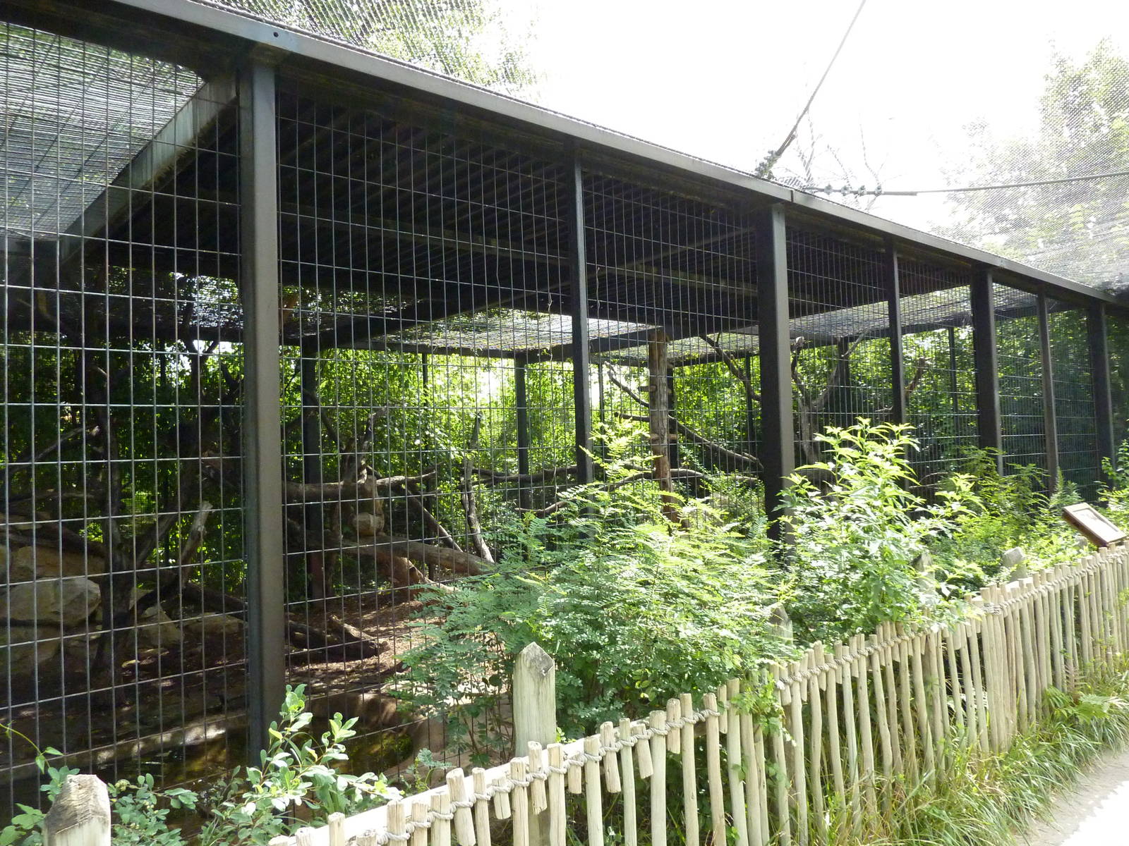 South America - Giant Anteater Enclosure