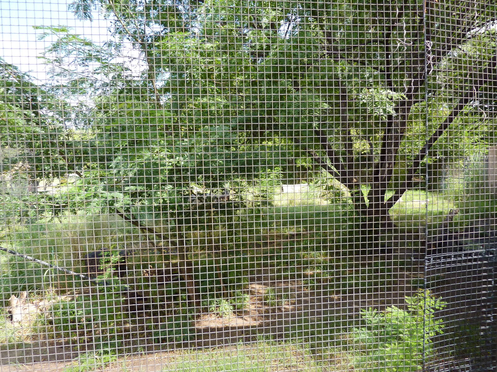 South America - Giant Anteater Enclosure