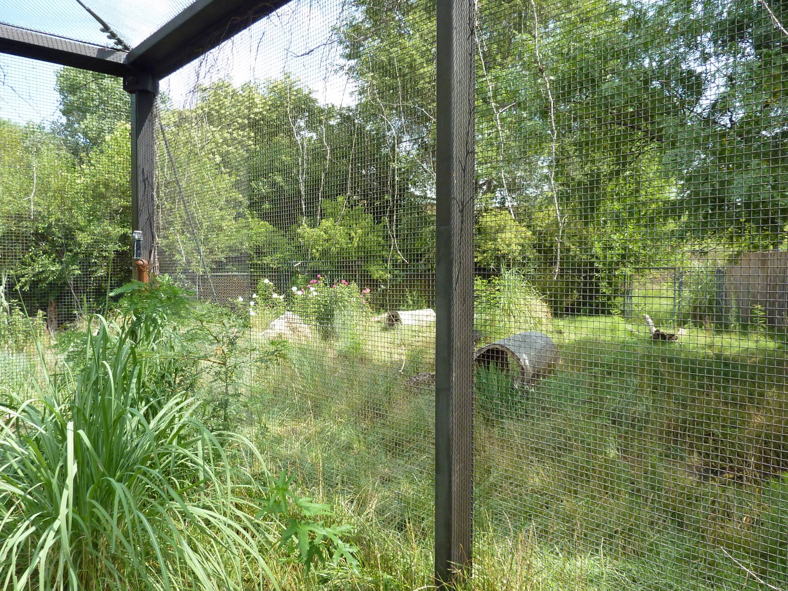 South America - Giant Anteater Enclosure