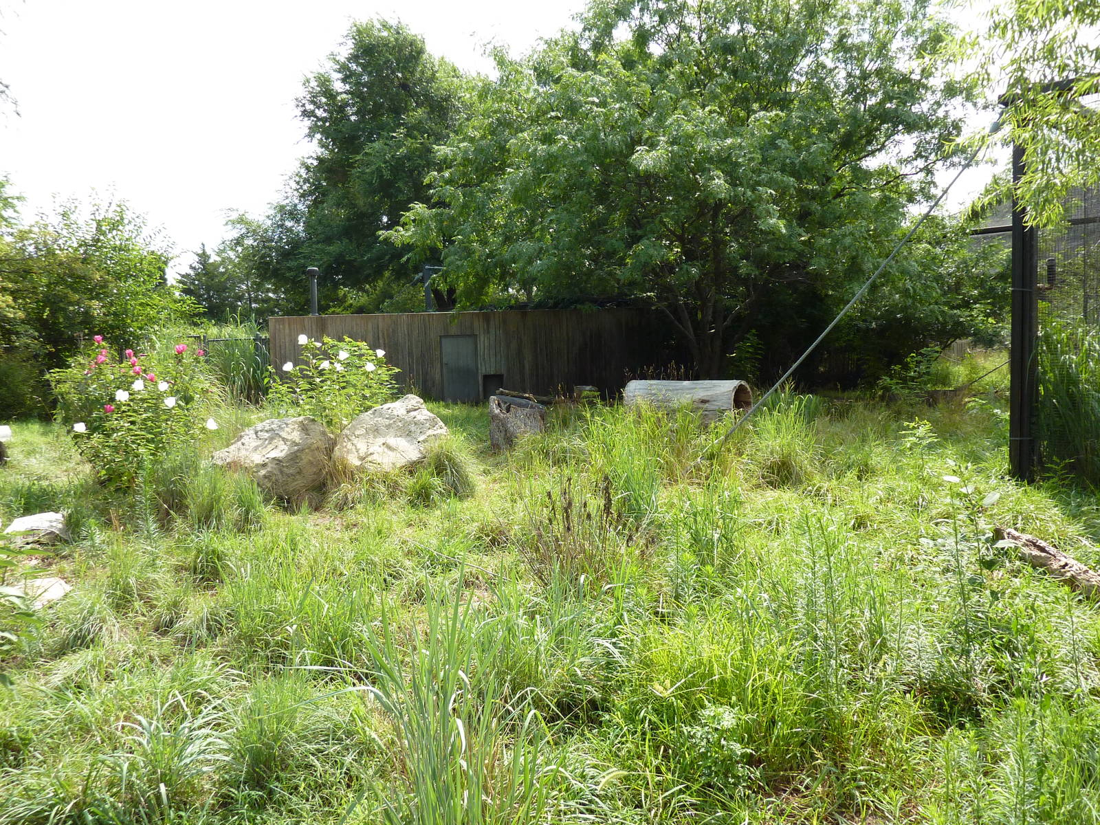 South America - Giant Anteater Enclosure