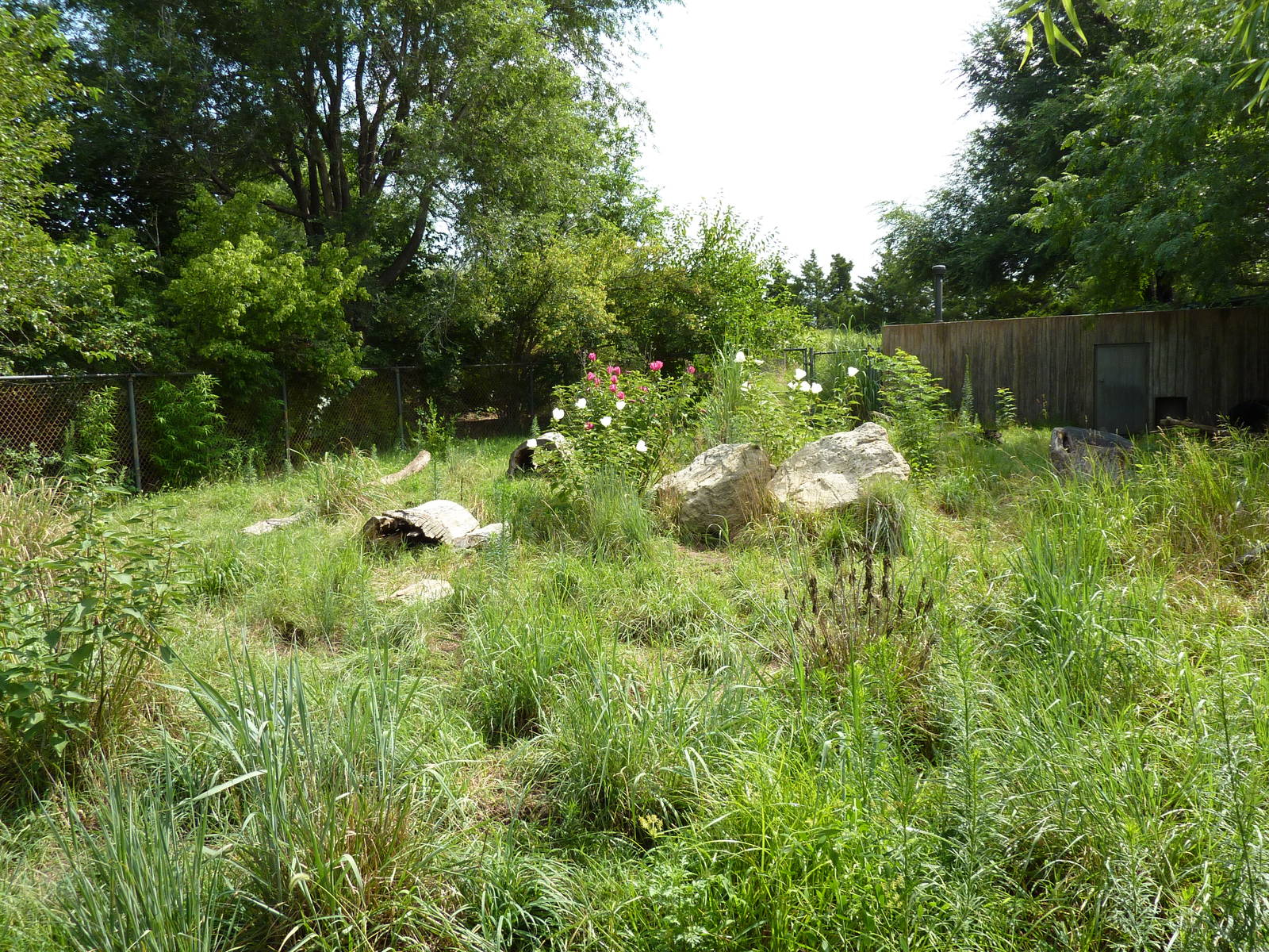 South America - Giant Anteater Enclosure