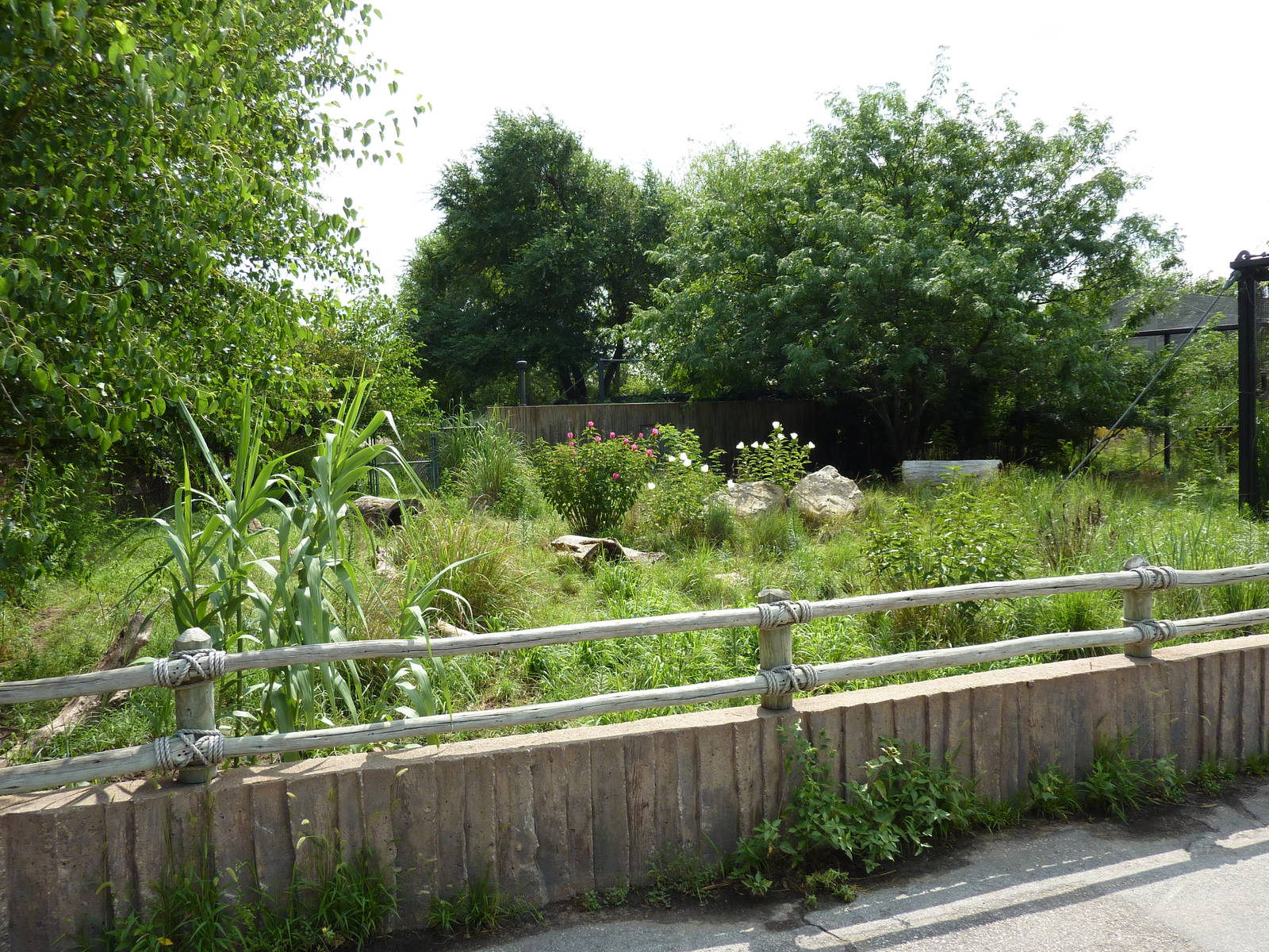 South America - Giant Anteater Enclosure