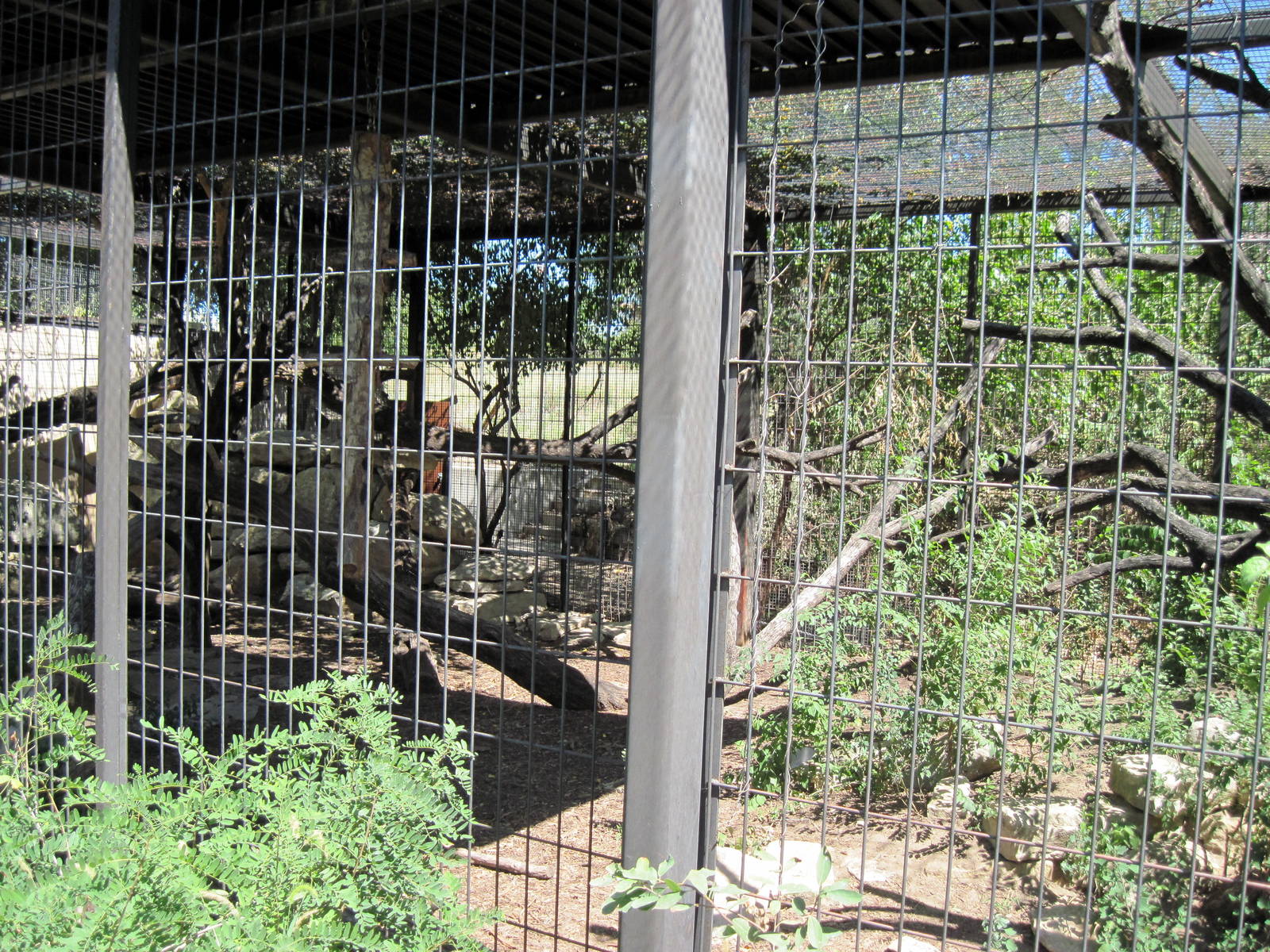 South America-Giant Anteater Exhibit