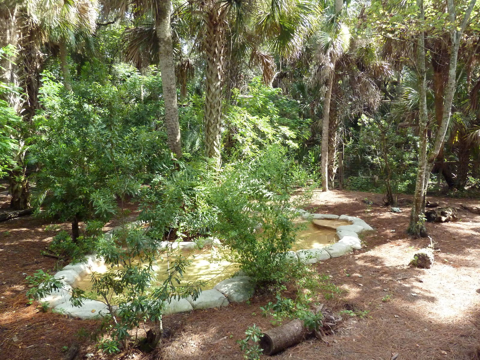 South America - Giant Anteater Exhibit