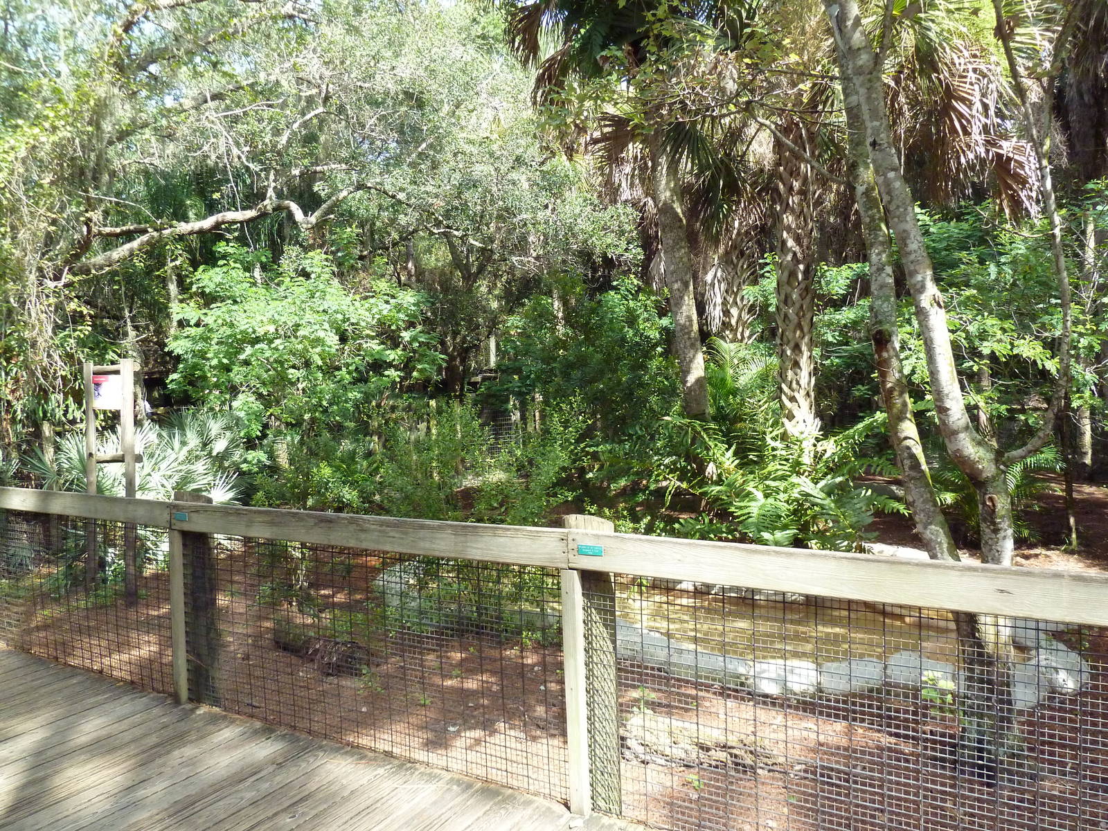 South America - Giant Anteater Exhibit