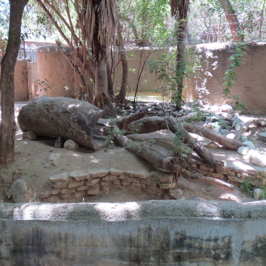 South America - Giant Otter Exhibit