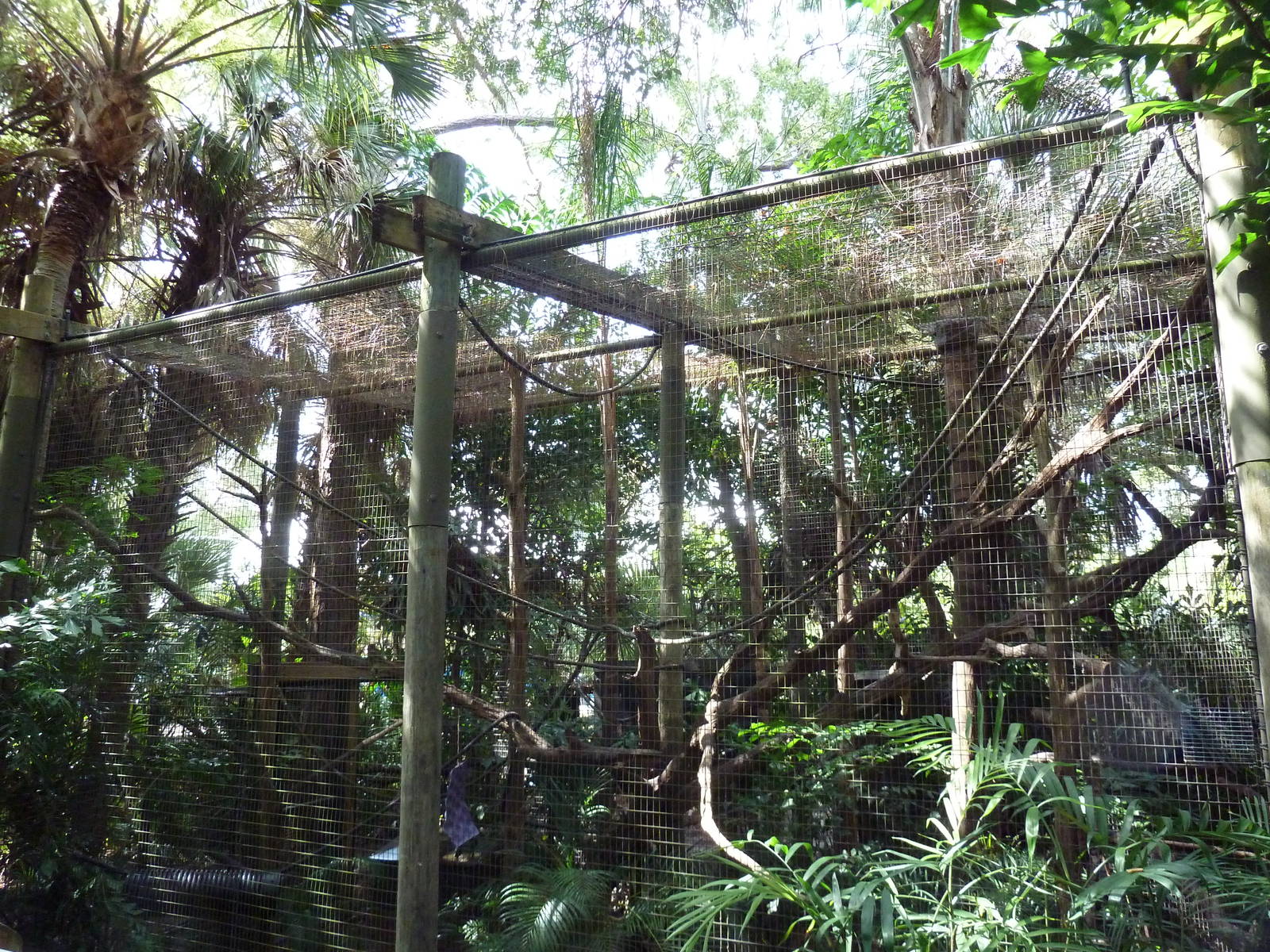 South America - Golden-Headed Lion Tamarin/Red-Footed Tortoise Exhibit