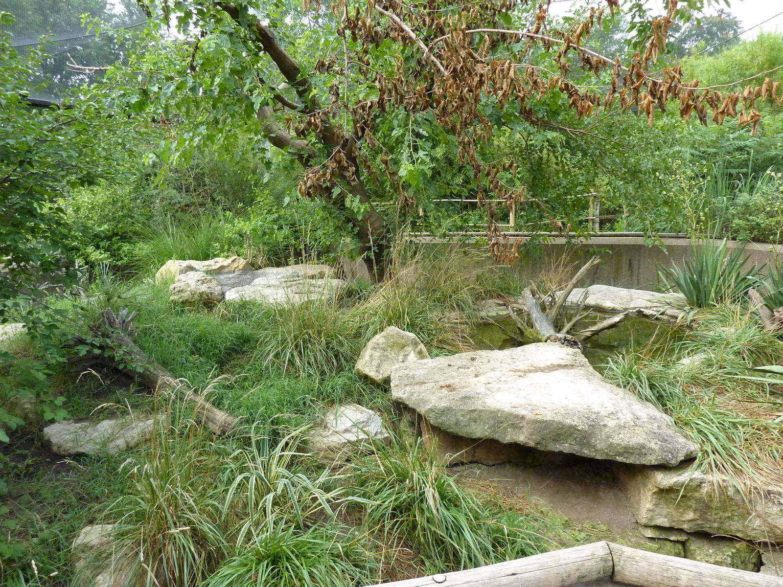 South America - Grand Cayman Blue Iguana/Yellow-Footed Tortoise Enclosure