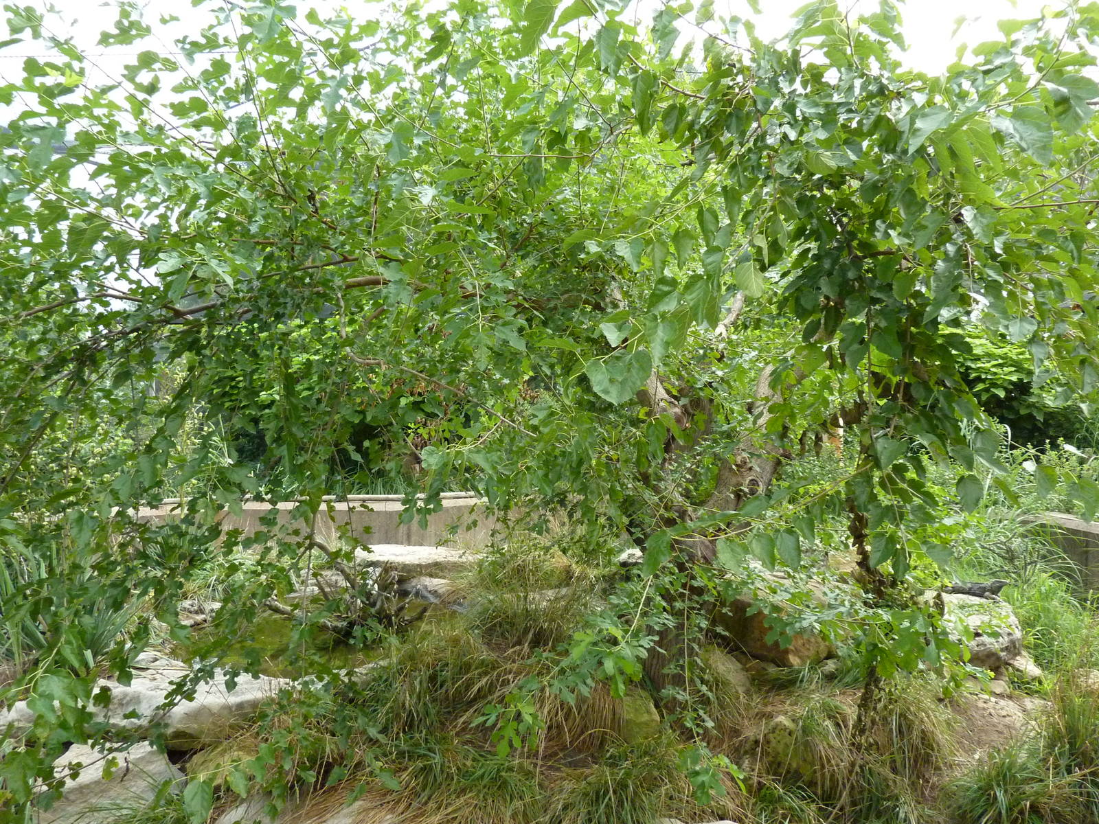 South America - Grand Cayman Blue Iguana/Yellow-Footed Tortoise Exhibit