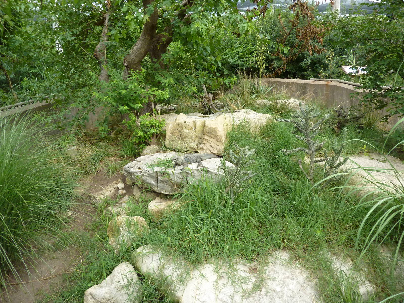 South America - Grand Cayman Blue Iguana/Yellow-Footed Tortoise Exhibit