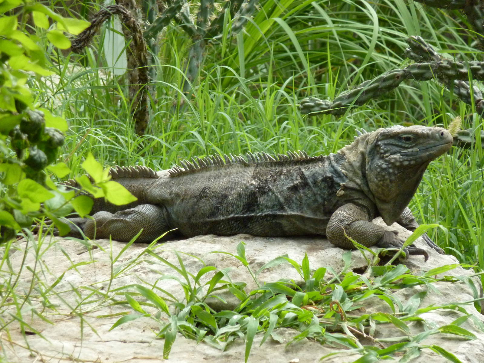 South America - Grand Cayman Blue Iguana