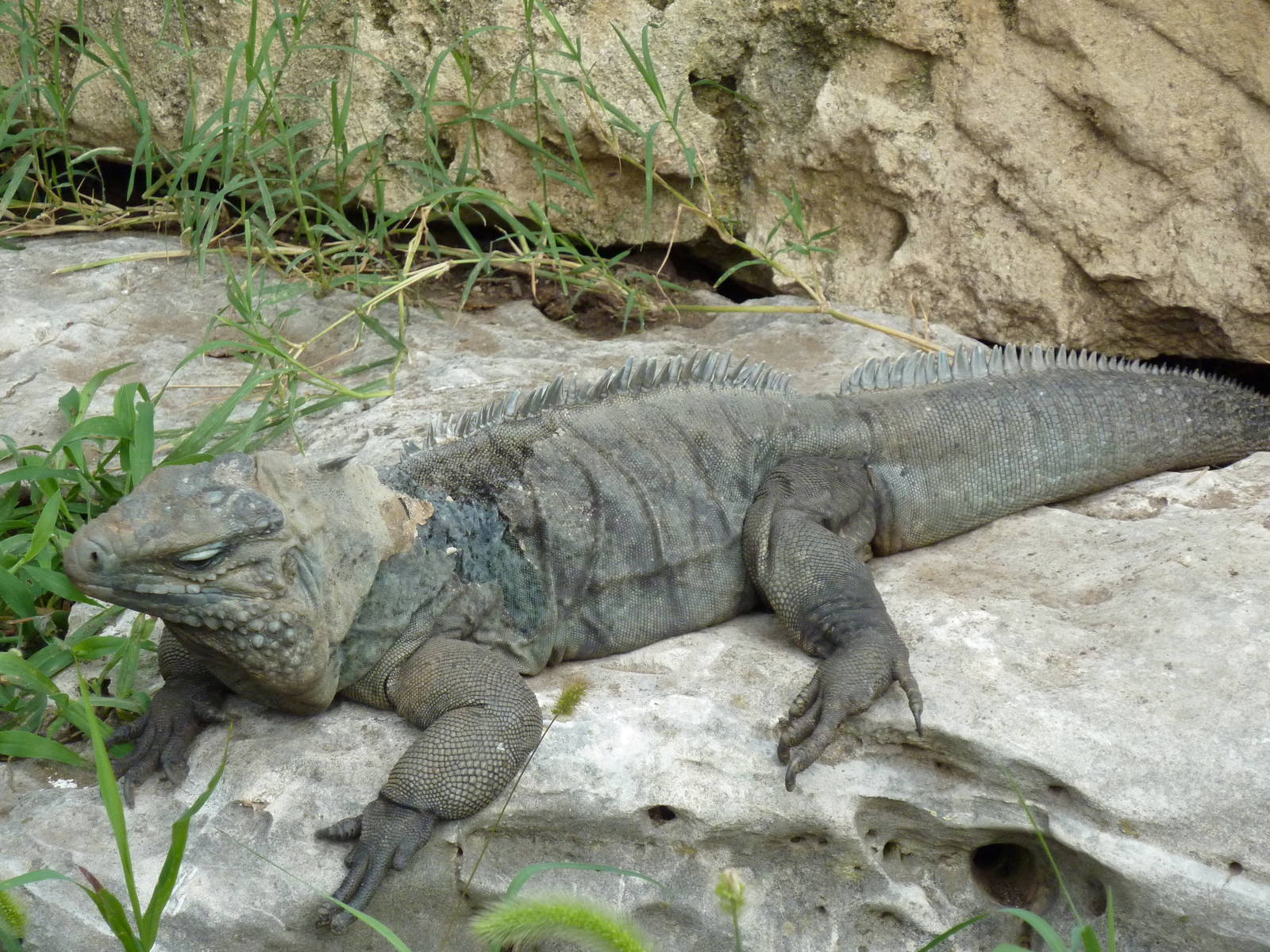 South America - Grand Cayman Blue Iguana