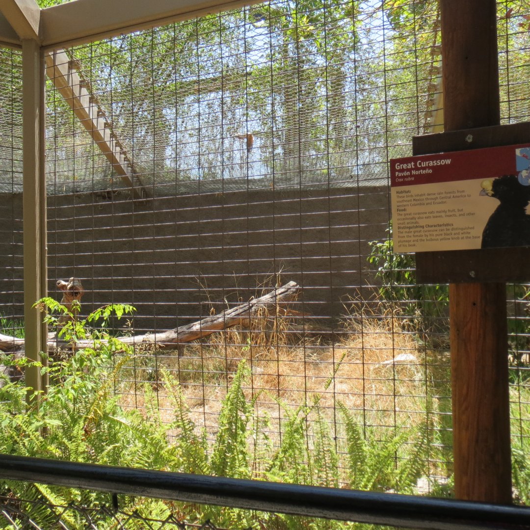 South America - Great Curassow Exhibit