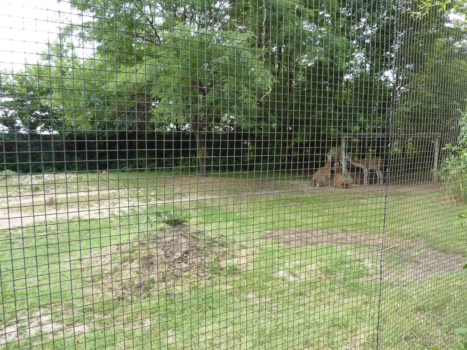 South America - Guanaco Enclosure