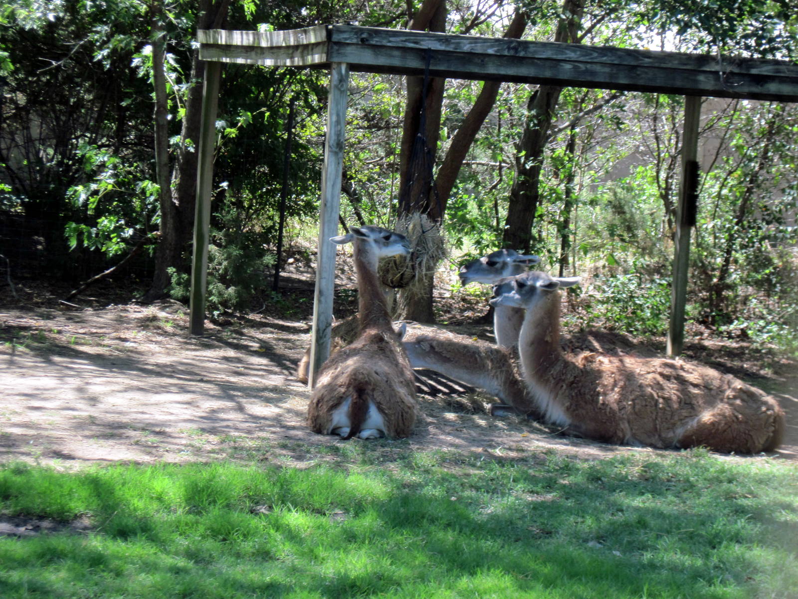 South America-Guanacos
