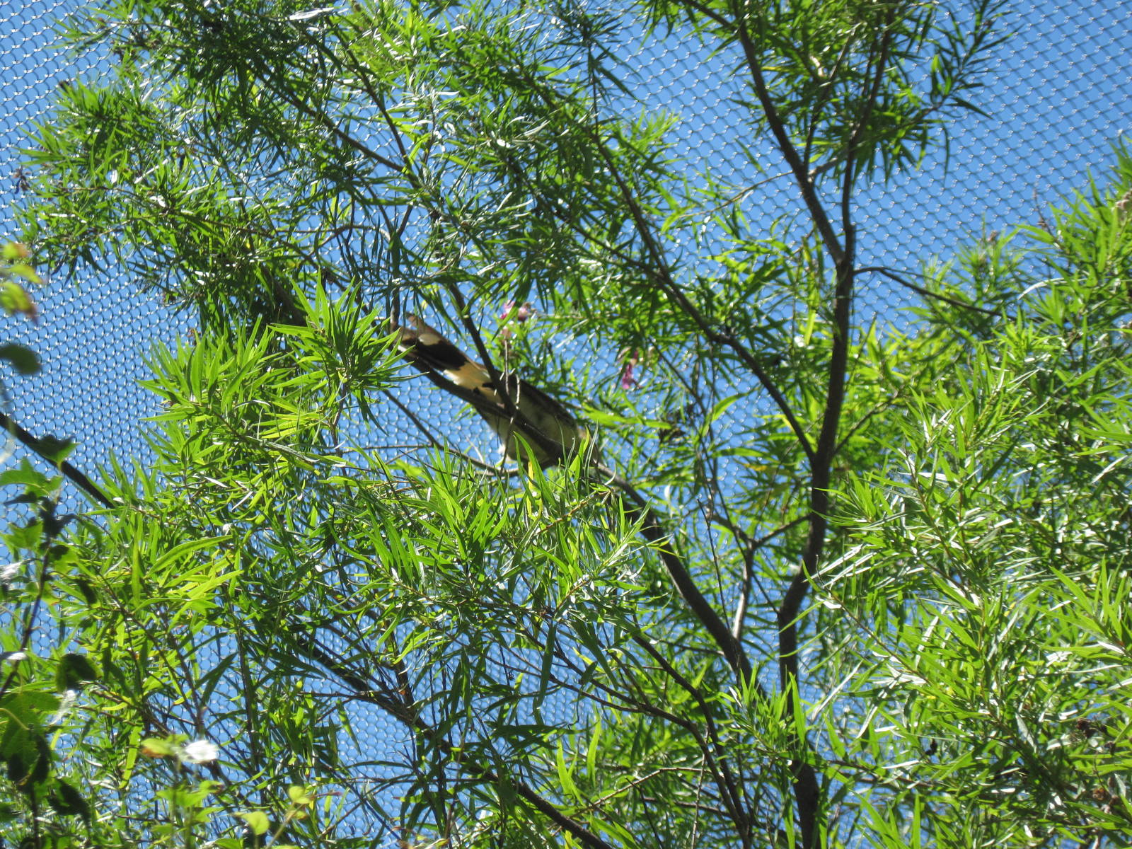 South America-Guira Cuckoo