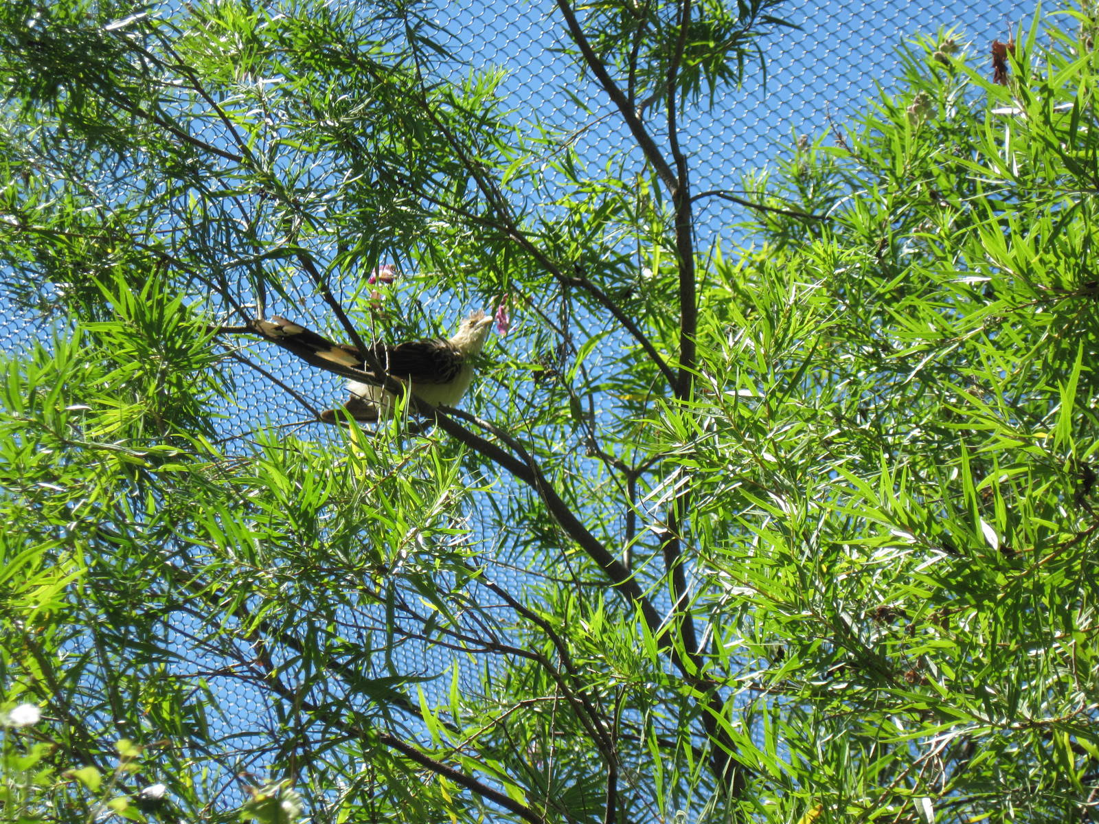 South America-Guira Cuckoo