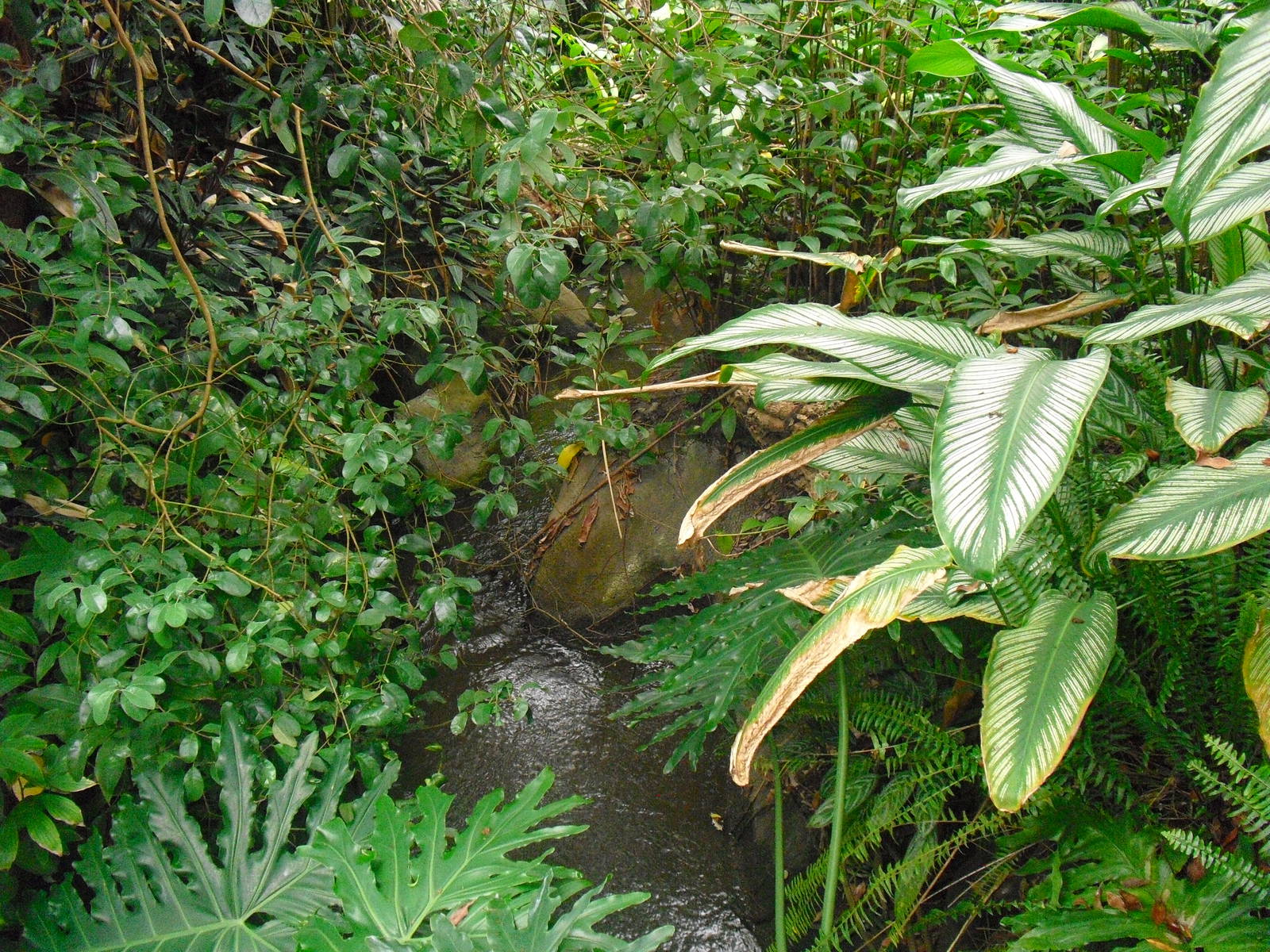 South America House - 12/10/2011