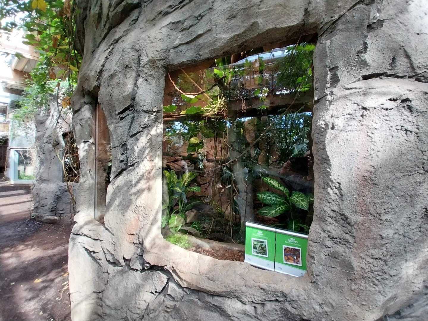 South America House - Amazon Tree Boa (Corallus hortulanus) and Colombian Rainbow Boa (Epicrates maurus)