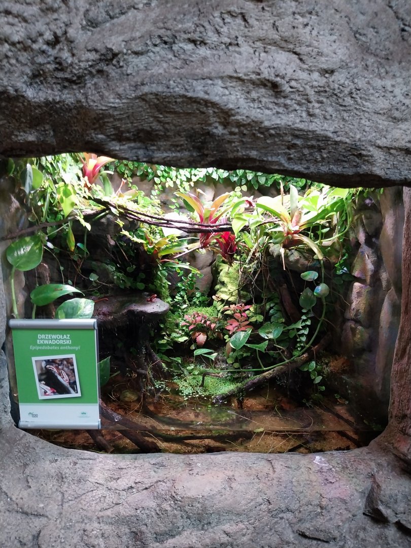 South America House - Anthonys Poison-arrow Frog (Epipedobates anthonyi)