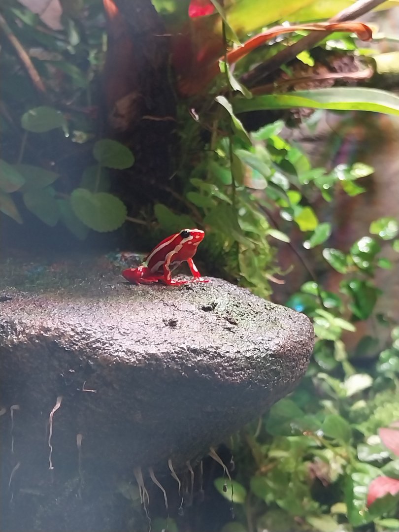 South America House - Anthonys Poison-arrow Frog (Epipedobates anthonyi)