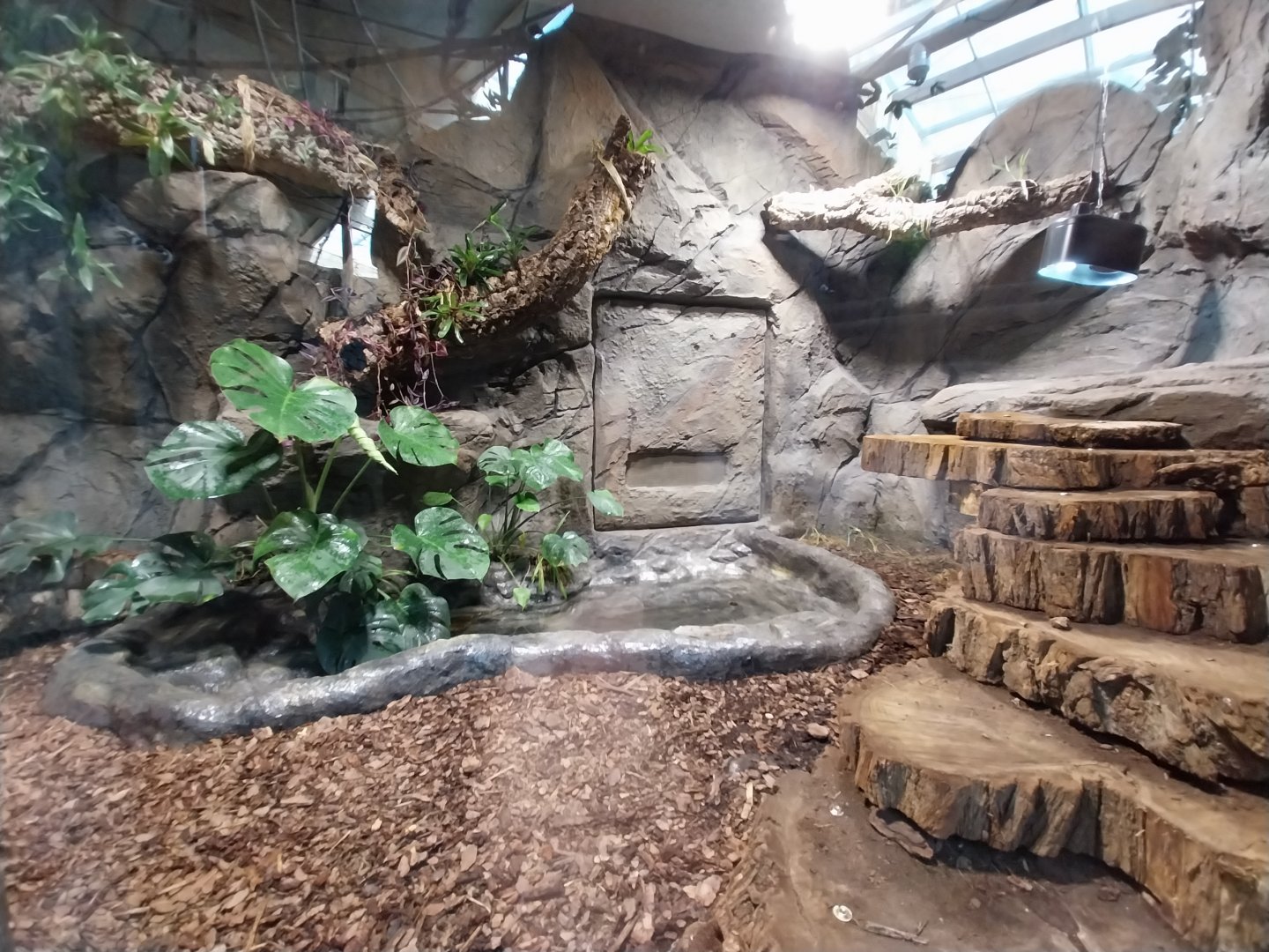 South America House - Argentine Black and White Teju enclosure